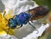 Chrysura refulgens